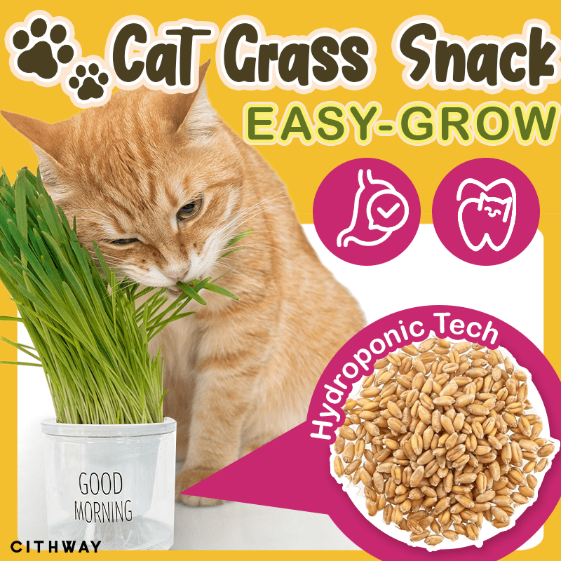 Cithway™ Easy-Grow Cat Grass Snack